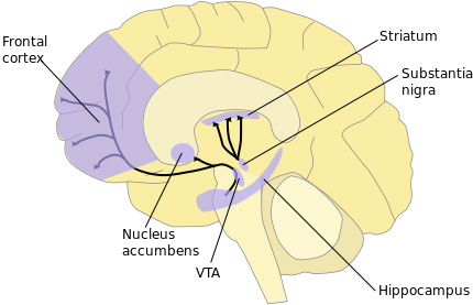 brainView